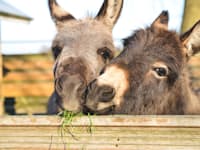 חמורים. ההנחיות נשארו רלוונטיות למאה שעברה / צילום: Shutterstock, babeaudufraing