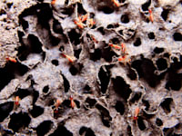 הדברת מזיקים, פעולה פשוטה שתורמת לבית / צילום: depositphotos, באדיבות אריאל פרץ