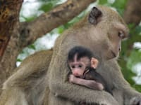 ''אנחנו בנויים ליצור קשר עם דמות מטפלת'' / צילום: Shutterstock