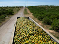 פלורידה צפויה לייצר 44.5 מיליון ארגזים של תפוזים השנה / צילום: Reuters, Marco Bello