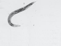 תולעת. שופכת אור על הקשר שבין השפעות סביבתיות לגנטיקה / צילום: Shutterstock