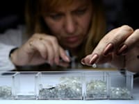 עובדת של חברת אלרוסה ממיינת יהלומים / צילום: Reuters, Sergei Karpukhin