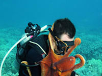 צלילה עם תמנונים / צילום: Shutterstock