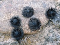 קיפודי ים. לא מצליחים לשרוד את העלייה בטמפרטורות / צילום: Shutterstock, Photopictures