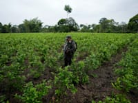 שוטר בשדה קוקה בקולומביה, מוקדם יותר השנה / צילום: Associated Press, Fernando Vergara