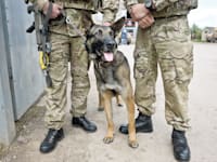 חיילים בצבא האמריקאי עם כלב / צילום: Reuters