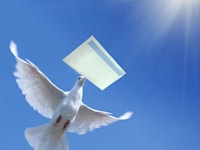 שליחת הצהרה אישית כתובה / צילום: Shutterstock