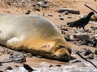 כלבת הים יוליה בחוף יפו / צילום: Associated Press, Ariel Schalit