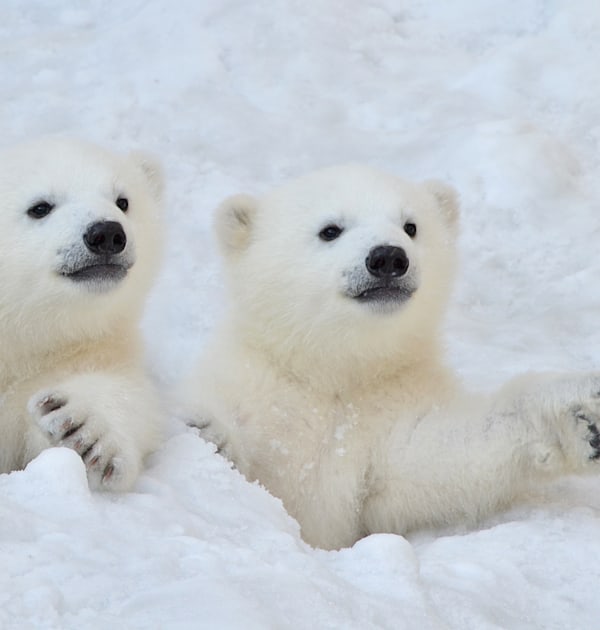 דובי קוטב / צילום: Shutterstock