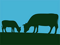 משלוחי עגלים חיים לישראל, באלפי ראשים