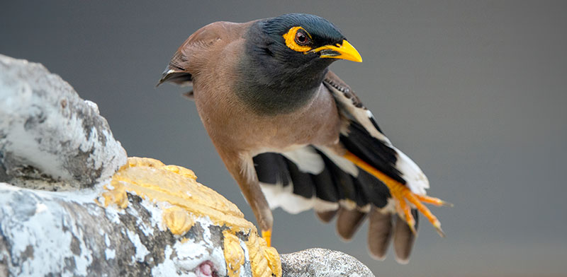 "מיינה. תחזור לשטחי הצפארי? / צילום: Shutterstock"