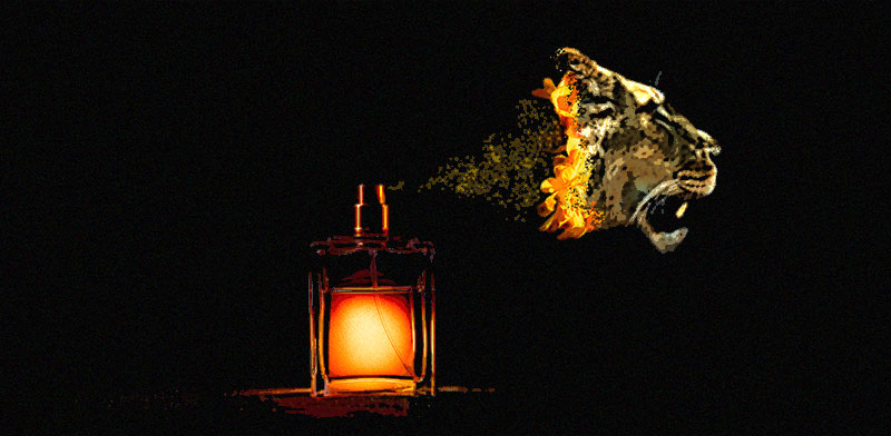 אילוסטרציה: טלי בוגדנובסקי, צילומים: Shutterstock