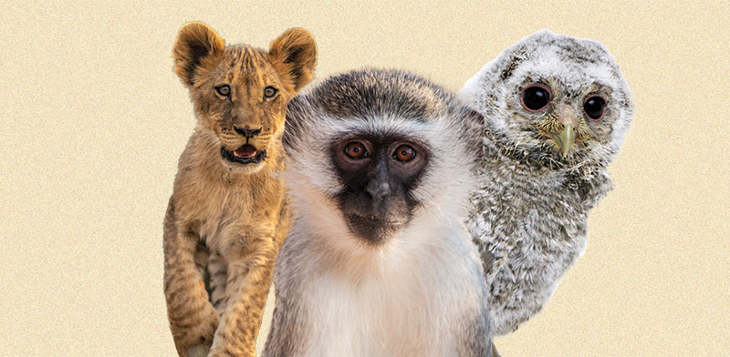 / צילום: חיות בר. שוק שמגלגל 20 מיליארד דולר בשנה / צילומים: Shutterstock"