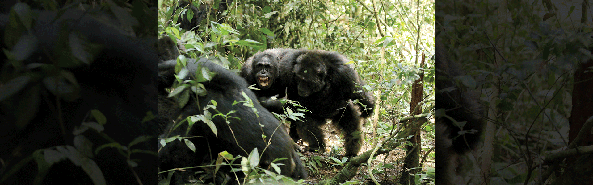 שימפנזים בשמורת קיבלה שבאוגנדה. הקבוצה הגדולה ביותר המוכרת למדע / צילום: Reuters