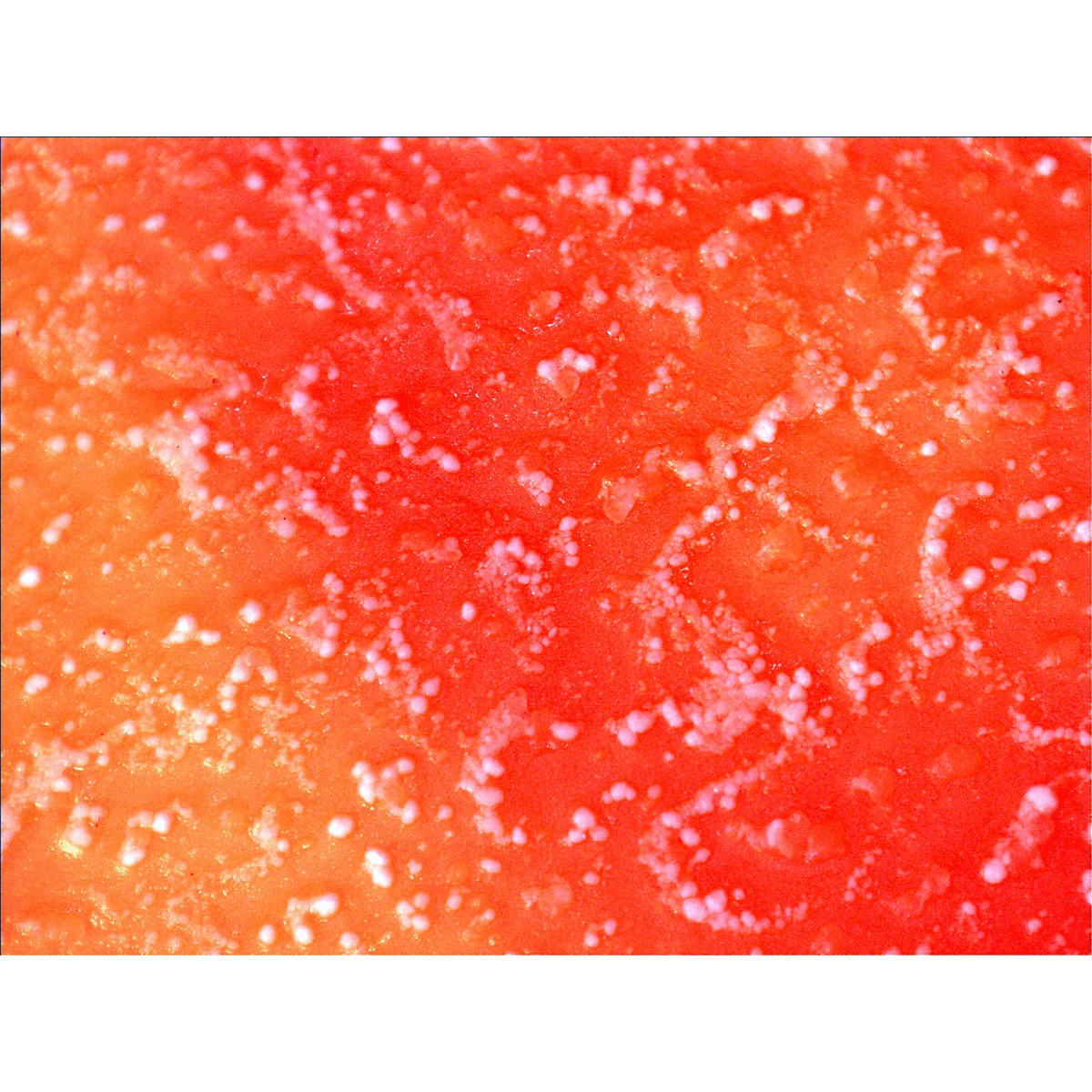 FrogWear® Cold Protection FDA Compliant Extreme Cold Anti-Freeze Nitrile Chemical Handling Gloves - 8450