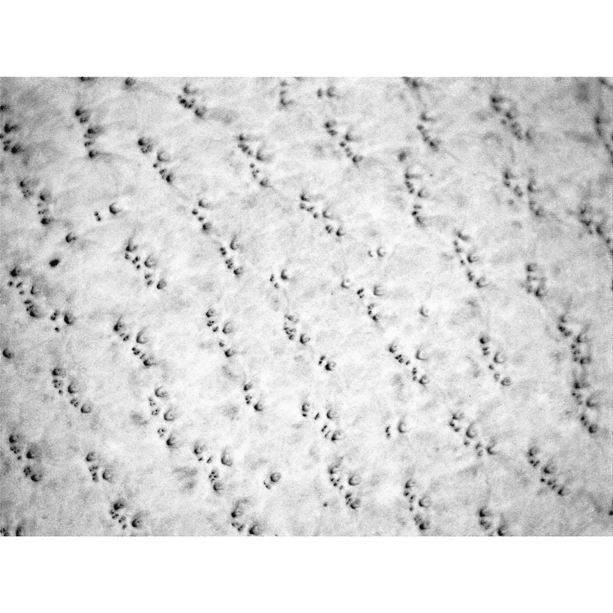 Hot Rod Gloves® Premium-Grade Grain Goatskin Leather Palm Mechanics Style Gloves with a Spandex Back and Double Palm - HR4008