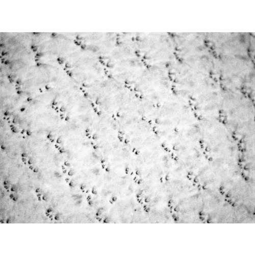 Hot Rod Gloves® Premium-Grade Grain Goatskin Leather Palm Mechanics Style Gloves with a Spandex Back and Double Palm - HR4008