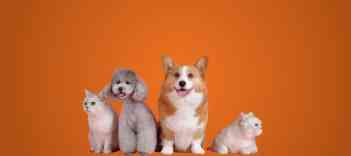 Pet shop home clearance delivery near me