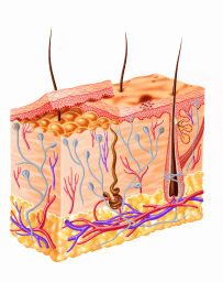 Pressure injury and ulcers: The anatomy of the skin (1/4)