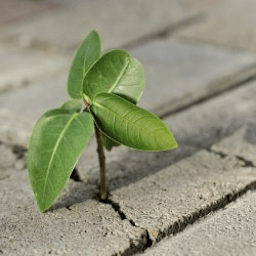 The Breaking Point