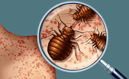 Identification of Bed Bugs