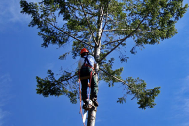 Tree Trimming Safety