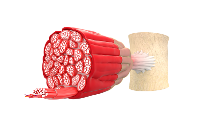 Mechanisms of skeletal muscle contraction