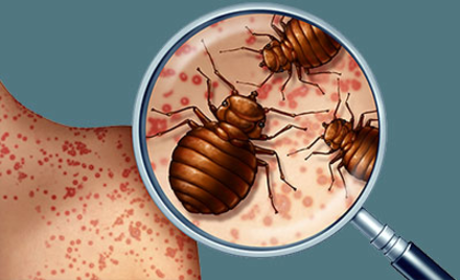 Identification of Bed Bugs