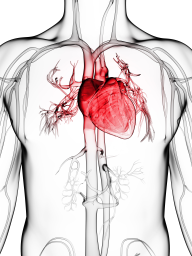 Cardiovascular disease - Risks, management, and nursing interventions