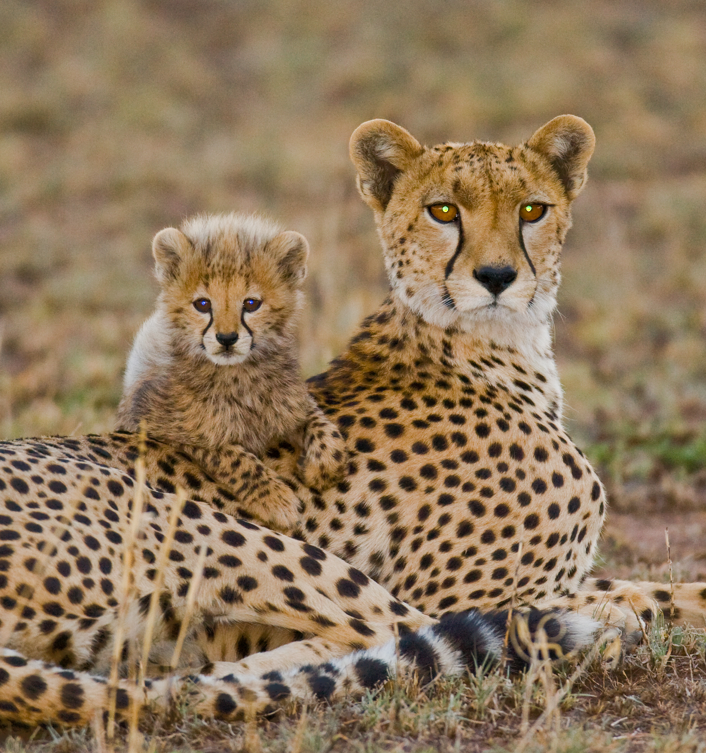 Recovery of Threatened Species image