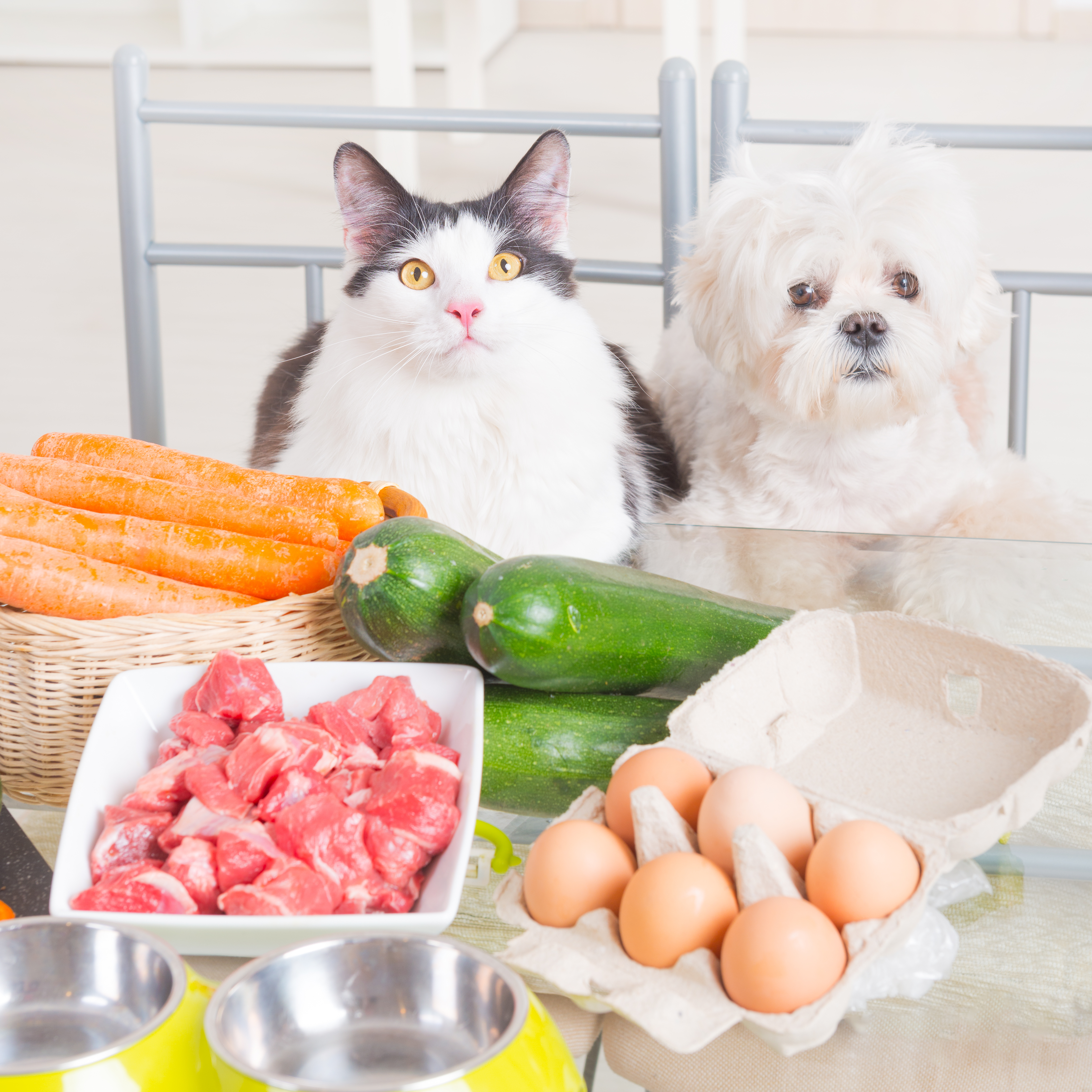 Provide Nutritional Advice and Support for Animals