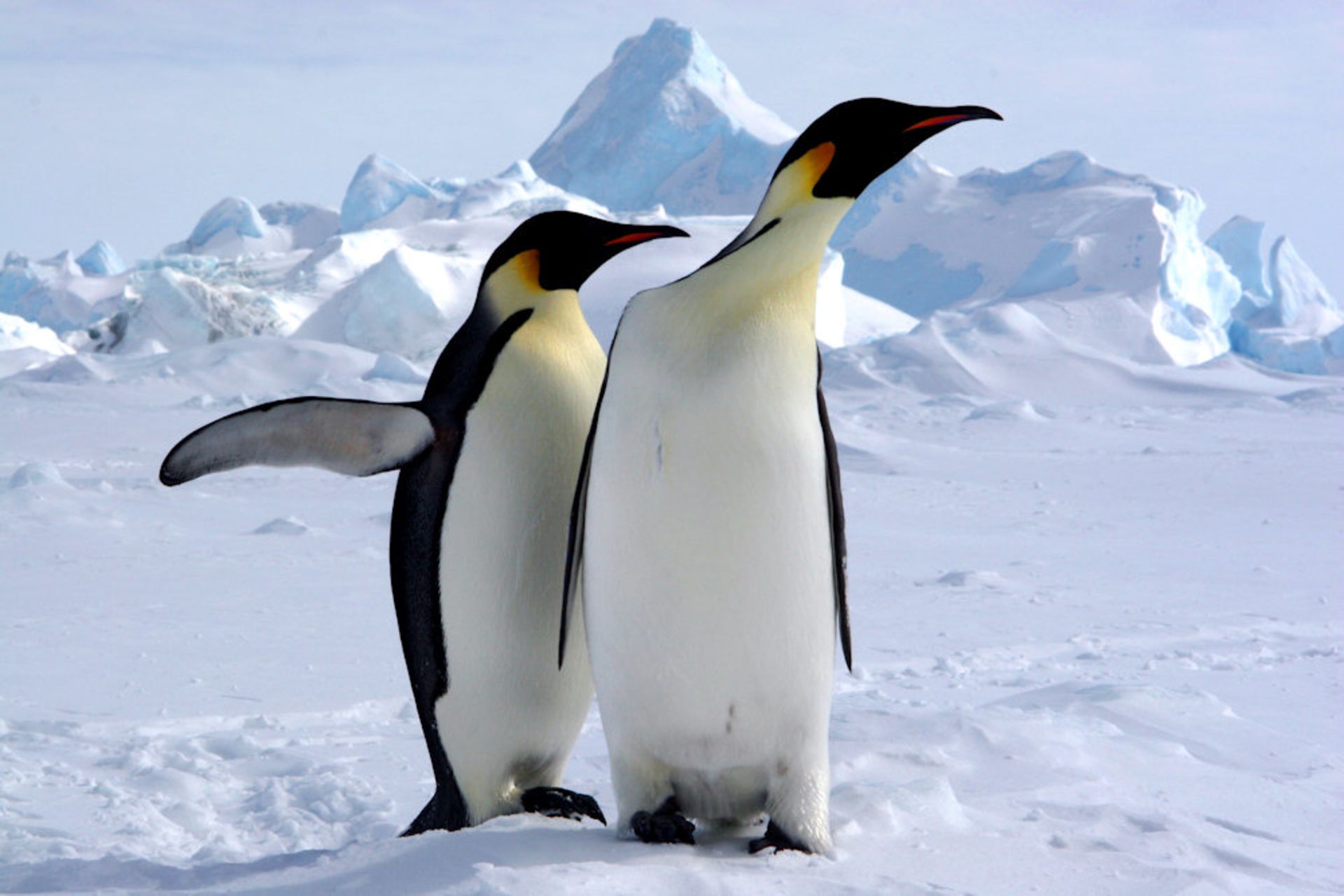 Kaiserpinguine in der Antarktis