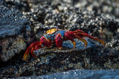 Faszination Galapagosinseln