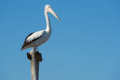 Ab/bis Sydney Moreton Island besuchen