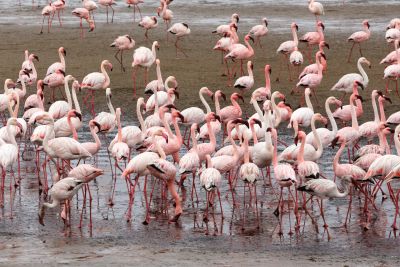 S&uuml;dafrika gr&uuml;&szlig;t England