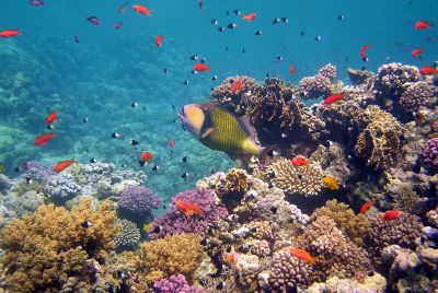 Gro&szlig;e Weltentdeckerreise
