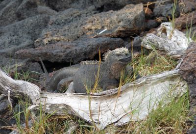 Faszination Galapagosinseln