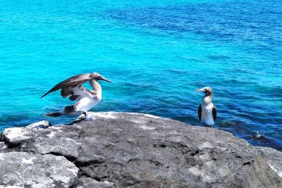 Faszination Galapagosinseln