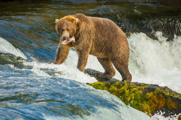 Alaska - Foto: bigstock