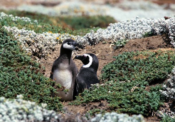 Magellanstraße - hier brüten Pinguine
