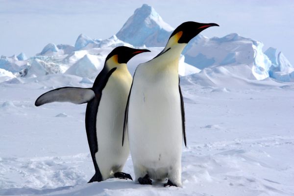 Kaiserpinguine in der Antarktis