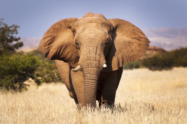 Südafrika