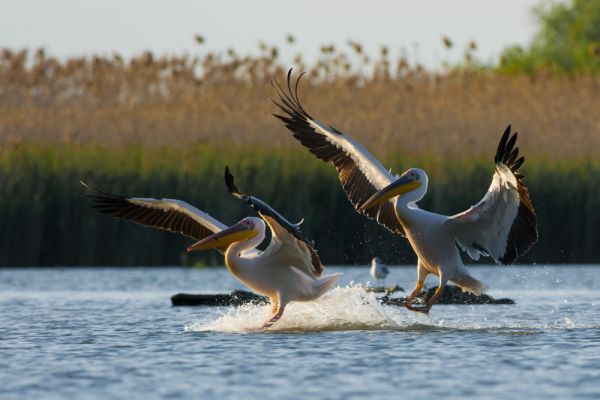 Donau Städte Panorama