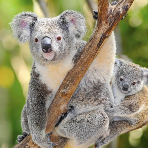 Australien/Neuseeland