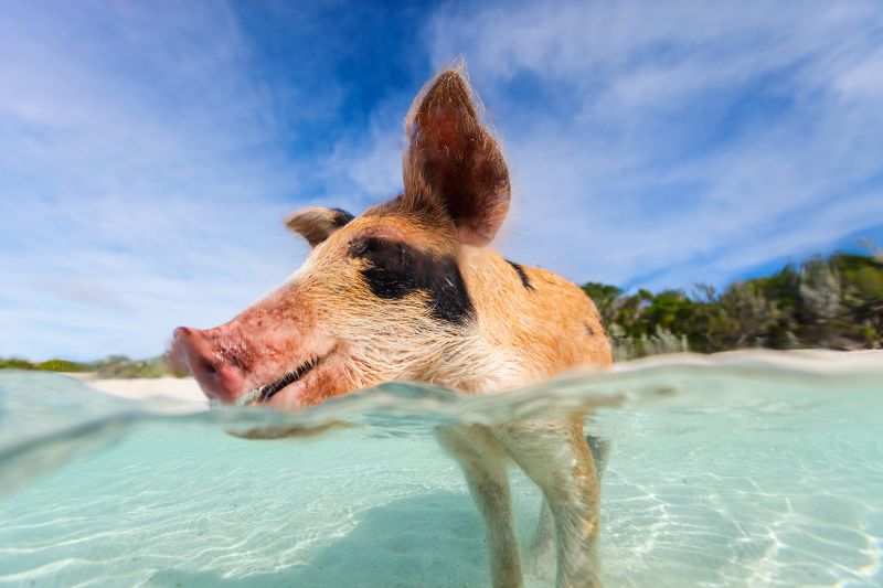 Princess Cays, Bahamas - Foto: Bigstock