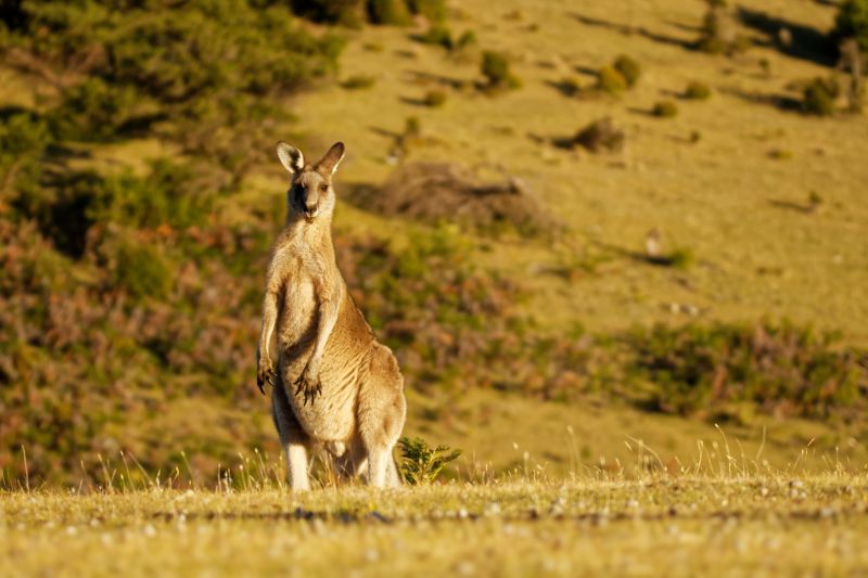 Tasmanien - Foto: bigstock