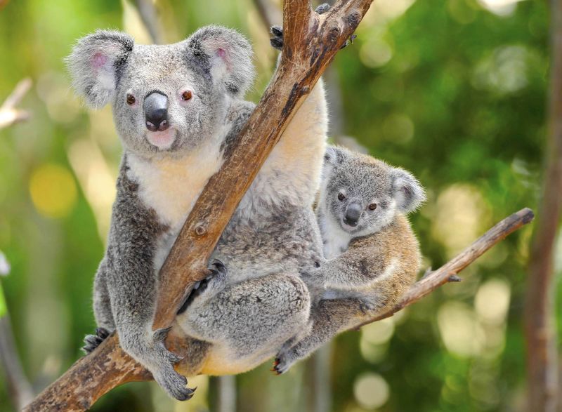Koala - Foto: c. HotShotsWorldwide - Fotolia