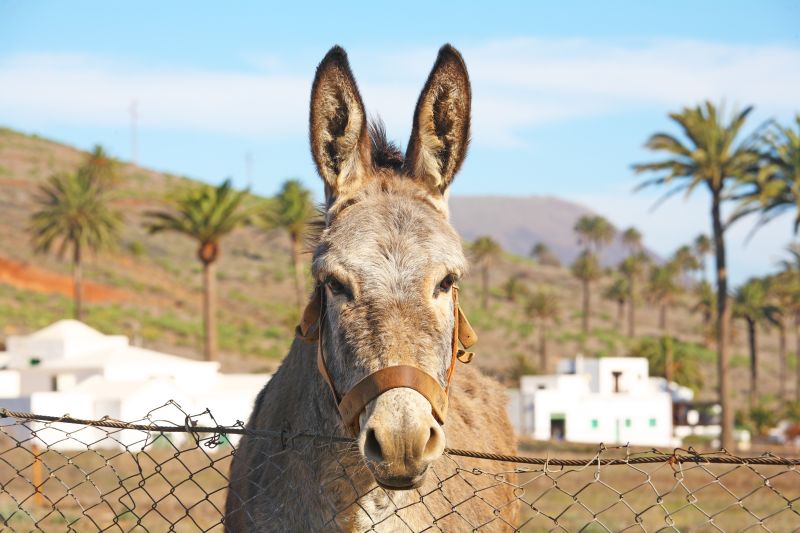 Esel - Foto: Daniel Strauch - Fotolia