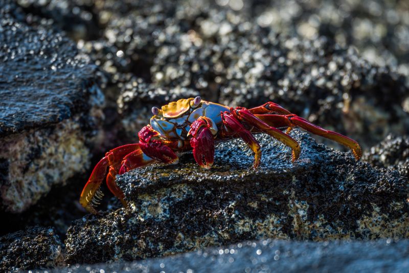 Daphne Island/Galapagos, Ecuador - Foto: Nick Dale Fotolia