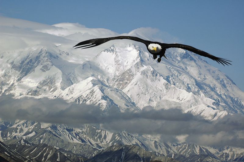 Alaska - Foto: Henry Brown - Fotolia